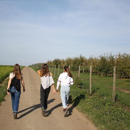 Hoeve Jadoul Gingelom ภายนอก รูปภาพ